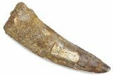 Fossil Spinosaurus Tooth - Real Dinosaur Tooth #376392-1